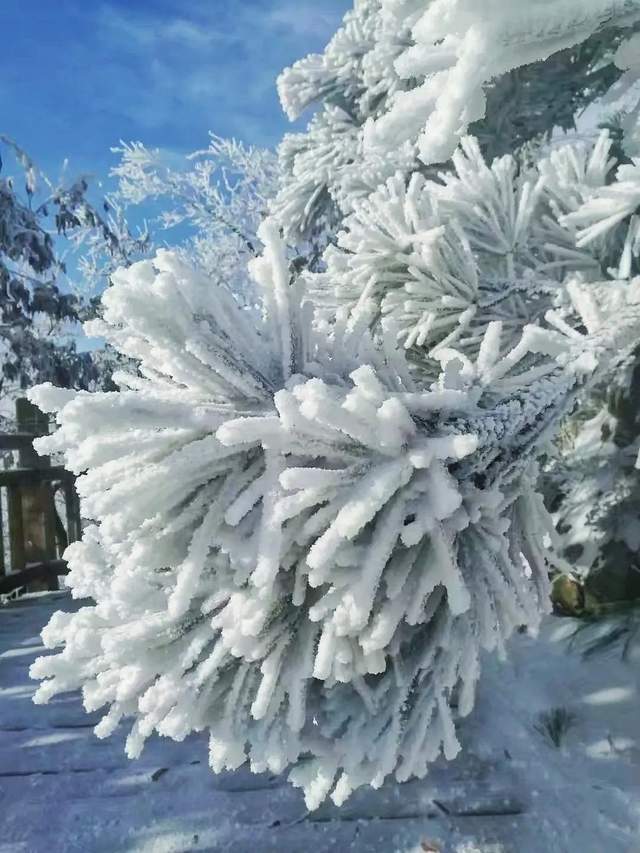 惊现雾凇,霜花!被称为中国五大镇山之首的这个5a景区一夜白了头!