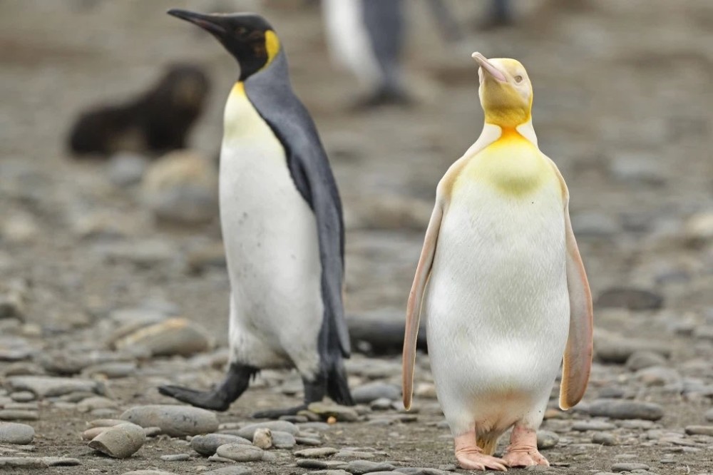 被南极的金色网红企鹅刷屏了?来看看真正稀罕的"小蓝企鹅"吧