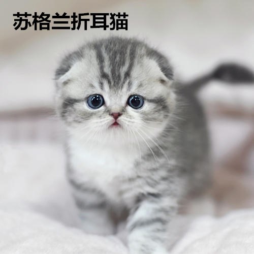 五种宠物猫全面测评,有你喜欢的吗?