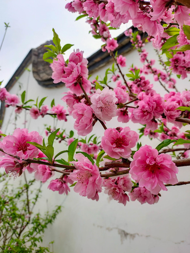 福州赏花拍照:乌山桃花盛开,春色满园