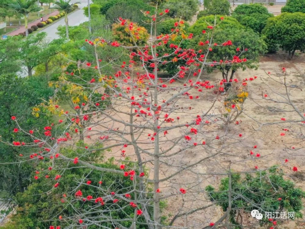 又见木棉花开红艳似火差点成为阳江市花