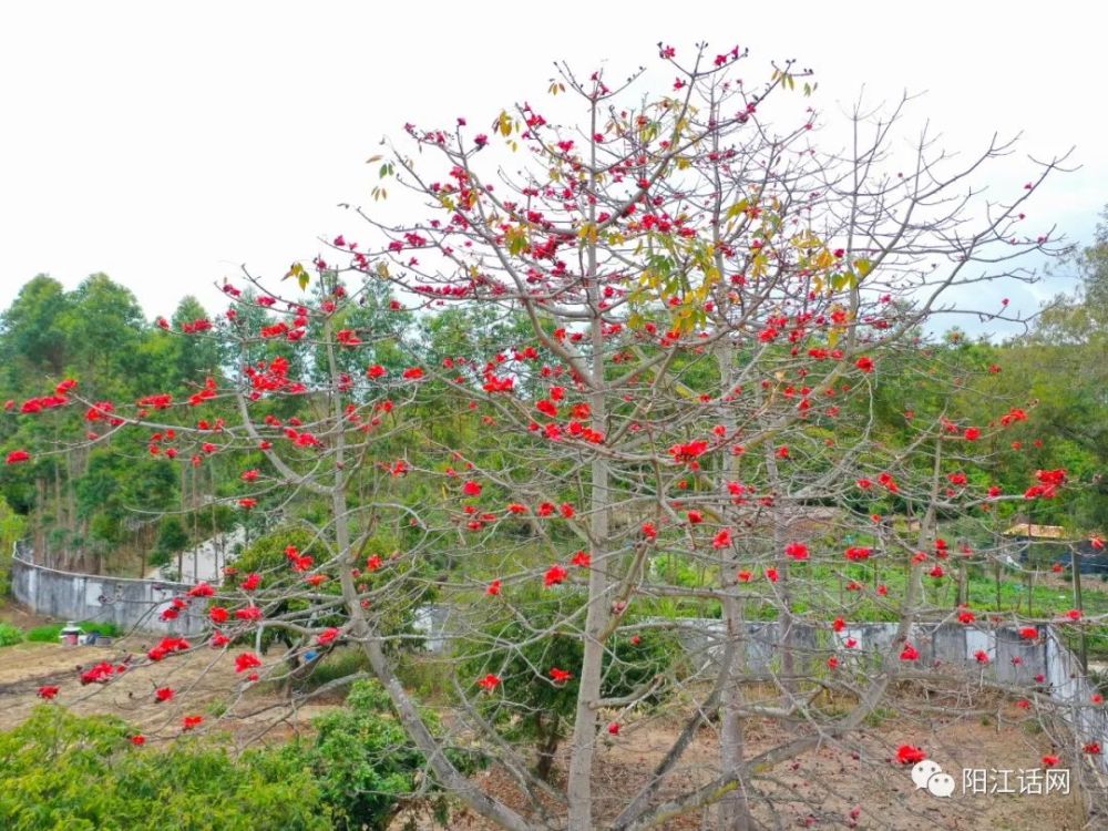 又见木棉花开红艳似火差点成为阳江市花