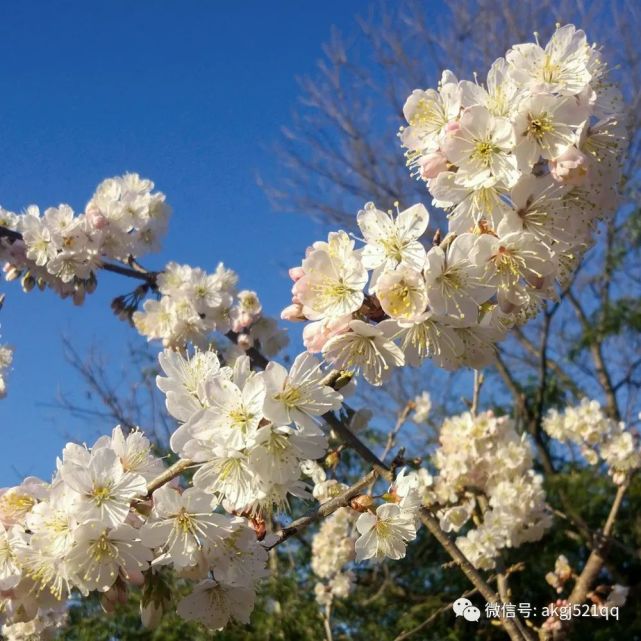 安康樱花盛开的季节,美丽的伏羲山下樱桃花开,一组大山深处的春景美图