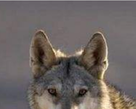 心理学测试:下面哪一个是狼耳朵?测你的反应能力有多强?