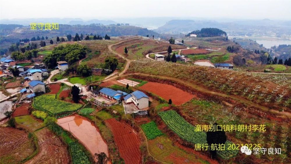 发现:重庆潼南别口镇的李花没名气却独有个性