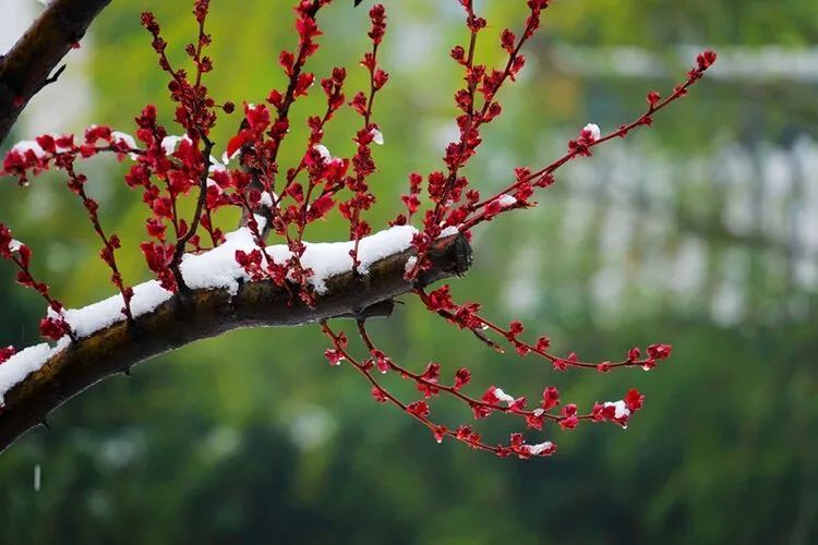 风吹阳春雪,遍地花芬芳.2021年第一场雪随拍