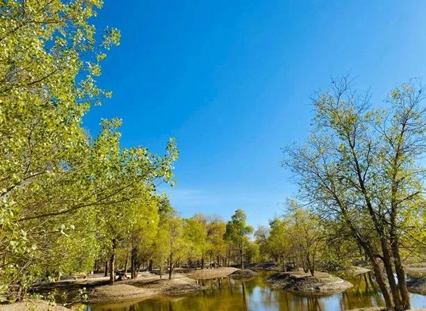 春天,你应该去一趟金塔胡杨林!