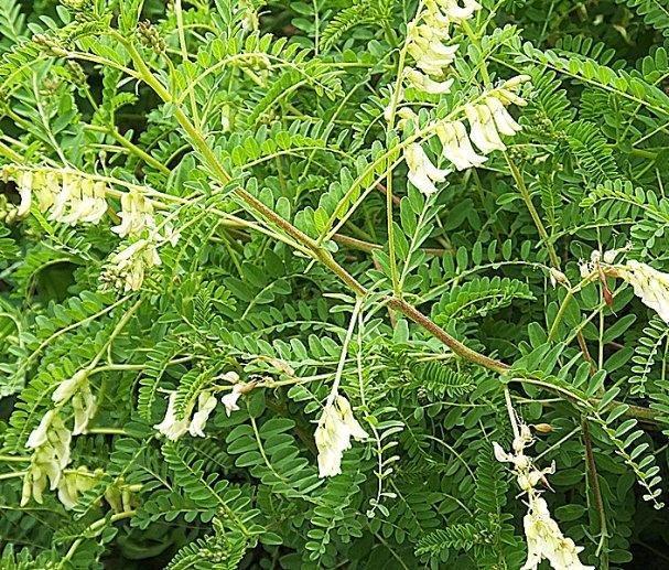 【山草类】老耆