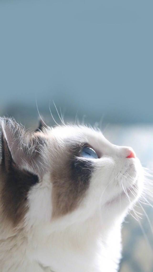 小猫咪类的壁纸屏保,很有爱.