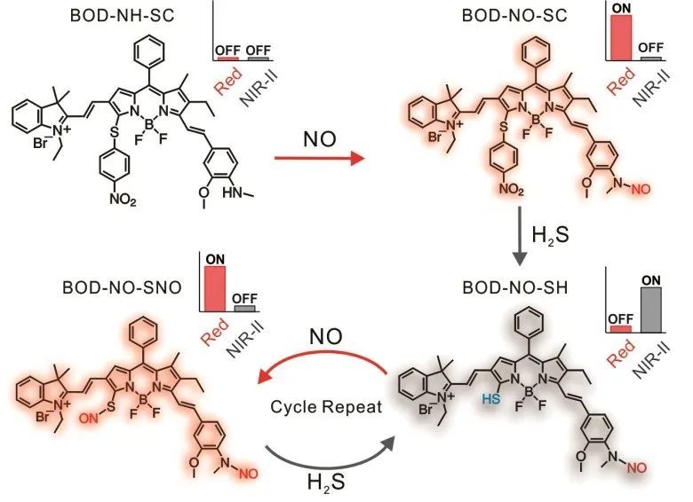 hydrogen sulfide,nitric oxide the intracellular dynamics of nitric oxide and hydrogen sulfide