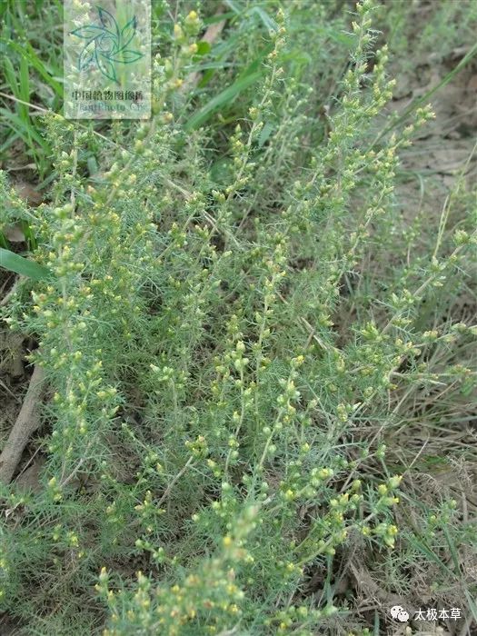 《全国中草药汇编》 微苦,涩,寒.清利肝胆,消炎止痛.