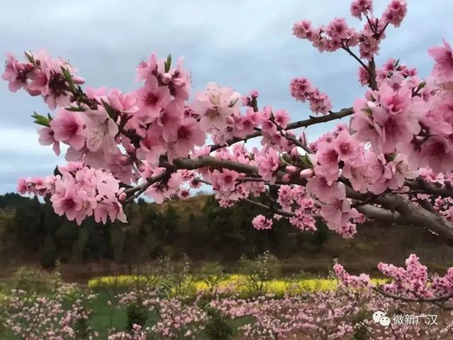 成都附近 2万多亩桃花圣地即将盛开 不是龙泉哦!