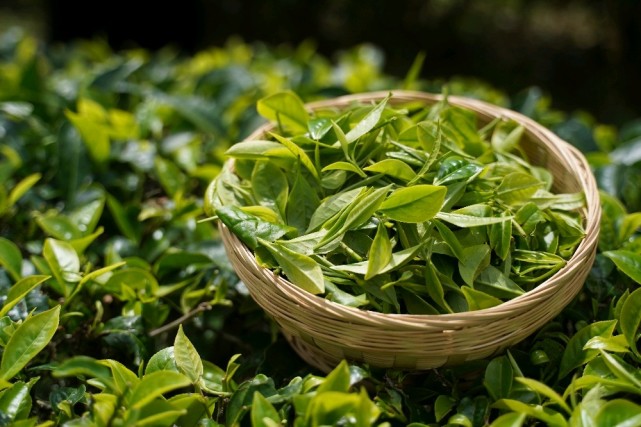 普洱茶等级划分