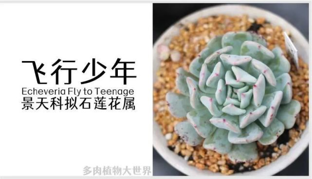 "飞行少年"拟石莲花属多肉植物,特玉莲与姬莲的杂交品种