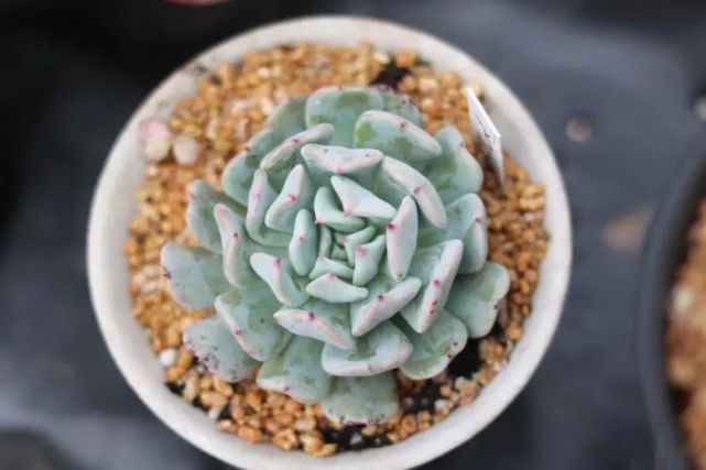 "飞行少年"拟石莲花属多肉植物,特玉莲与姬莲的杂交品种