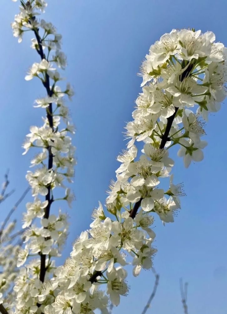 梨花溪进入盛花期,新津花海美上热搜!