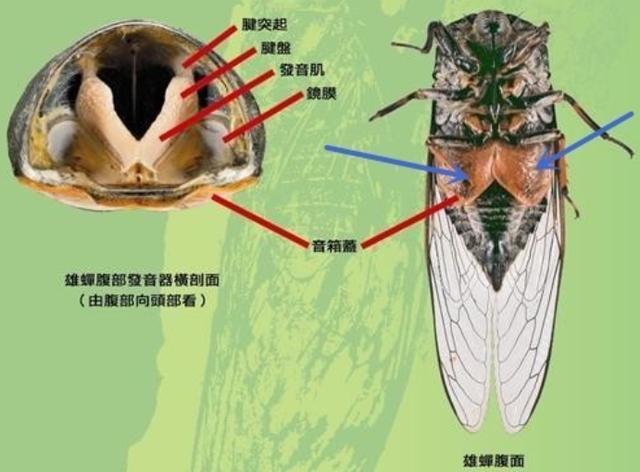 三分钟了解蝉的一生