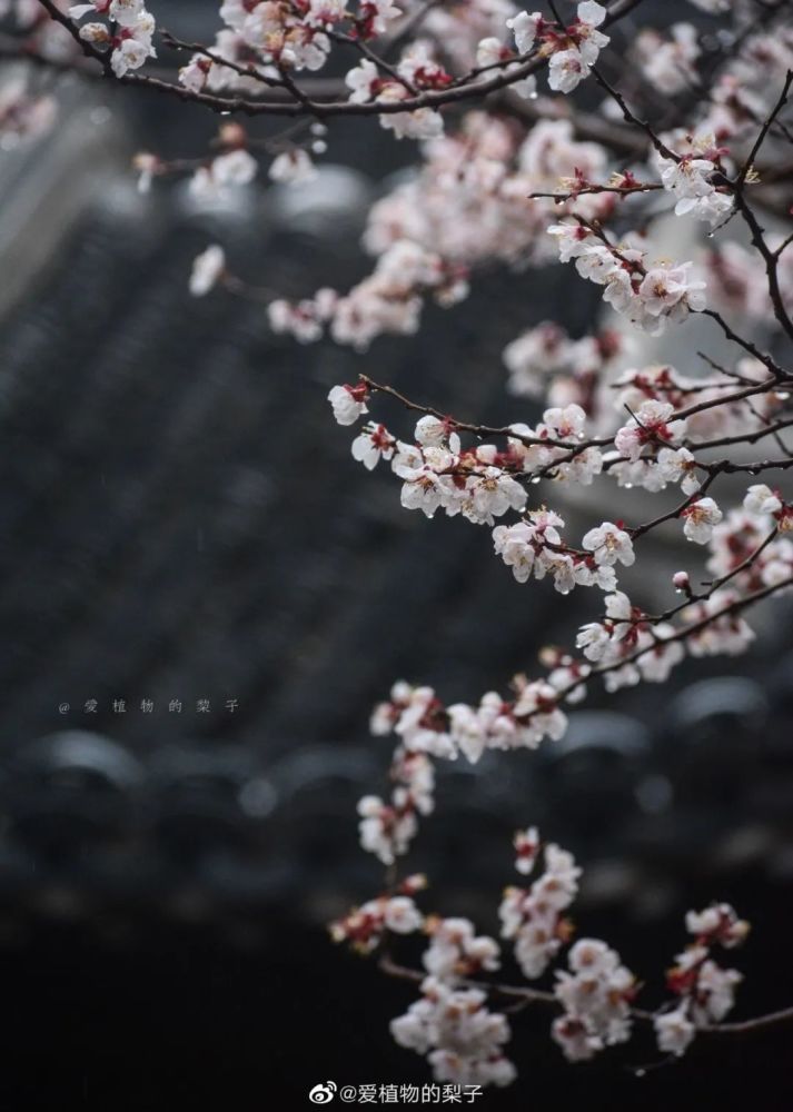 花样秦淮|小楼一夜听春雨 深巷明朝卖杏花