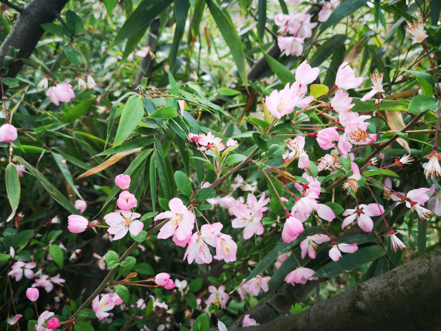 海棠花,花中贵妃,艳而不俗