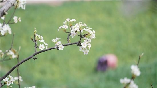 又到一年花开时!汉源万亩梨花绚丽绽放等你来赏