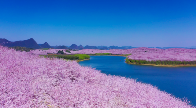 贵州"最美景点",万亩樱花即将盛开,完胜日本