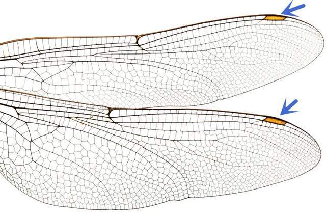 蜻蜓,飞行界的王者,科学家研究多年,仍未完全搞清楚蜻蜓的秘密
