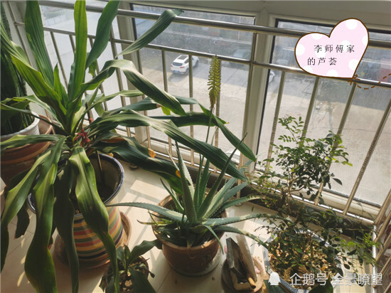 河北保定:李师傅家的芦荟开花了,芦荟开花比较少见!
