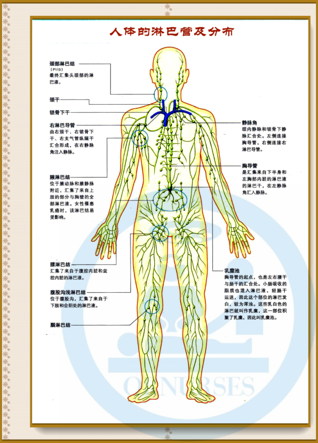 【解剖】人体的淋巴管及分布