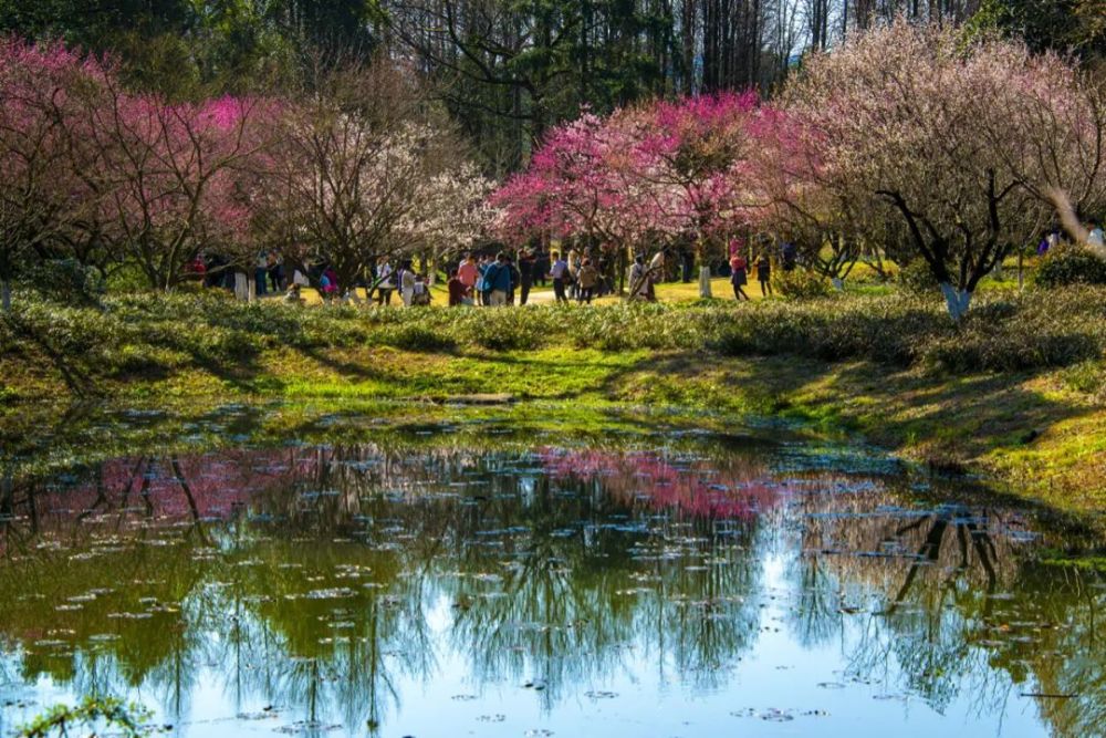 阳春三月,最美不过"水中花",这样的风景你注意过吗?
