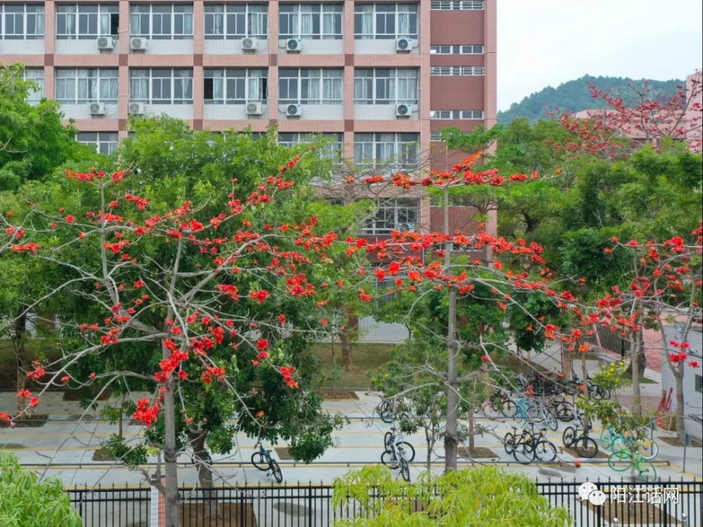 阳江市阳东二中,少林学校木棉花美景-春之使者