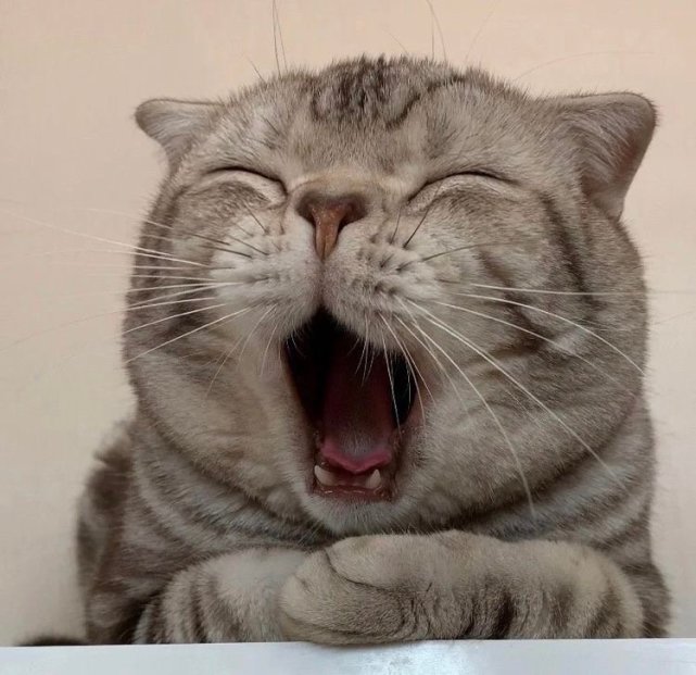 表情包:可爱猫咪表情包