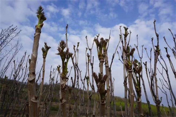 现在这个时代,野菜不仅仅是蔬菜,更是保健食材,刺嫩芽因为营养丰富,味