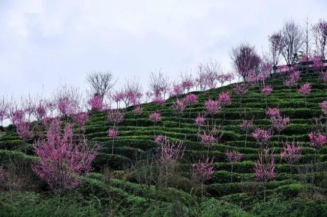 陕西平利:春到茶山花满园