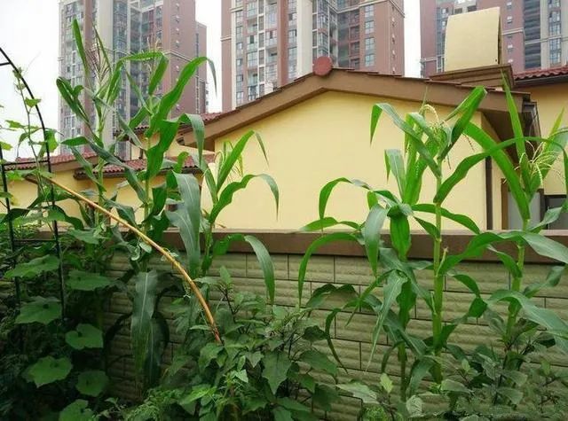 顶楼改造成菜园子,顶楼业主变成种菜达人这样做是否正确