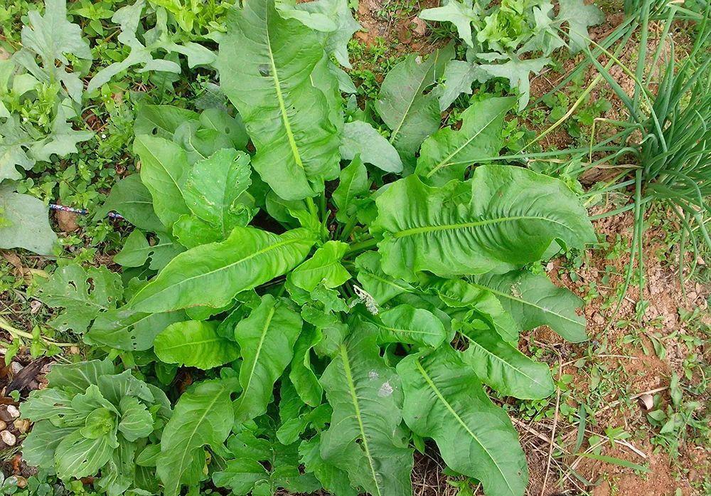 田边见到这种"大叶草",请你重视下,它根含"黄金",价值