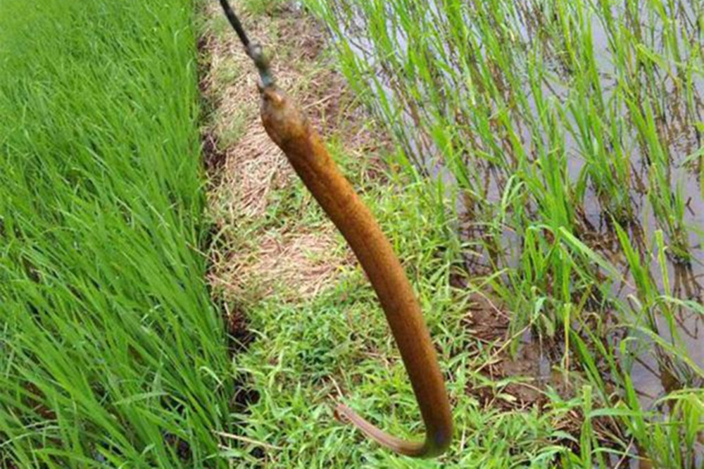 春季黄鳝正肥美,自制钓组钓野生黄鳝,比钓鱼还有意思!