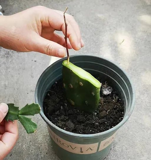 蟹爪兰嫁接开完花这么做,夏天好养,秋天开花多!