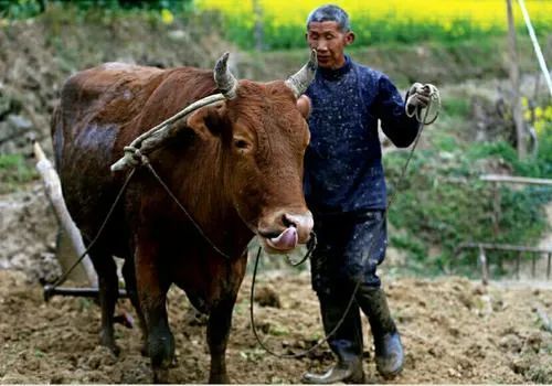 牛套 也叫牛梭子,拉犁子套在牛脖子上的工具,用木制成.