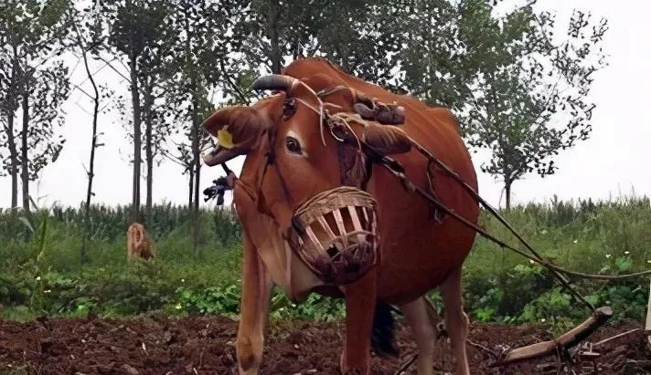 牛笼头 在牛劳动时套在牛嘴上,目的是防止牛啃吃庄稼.
