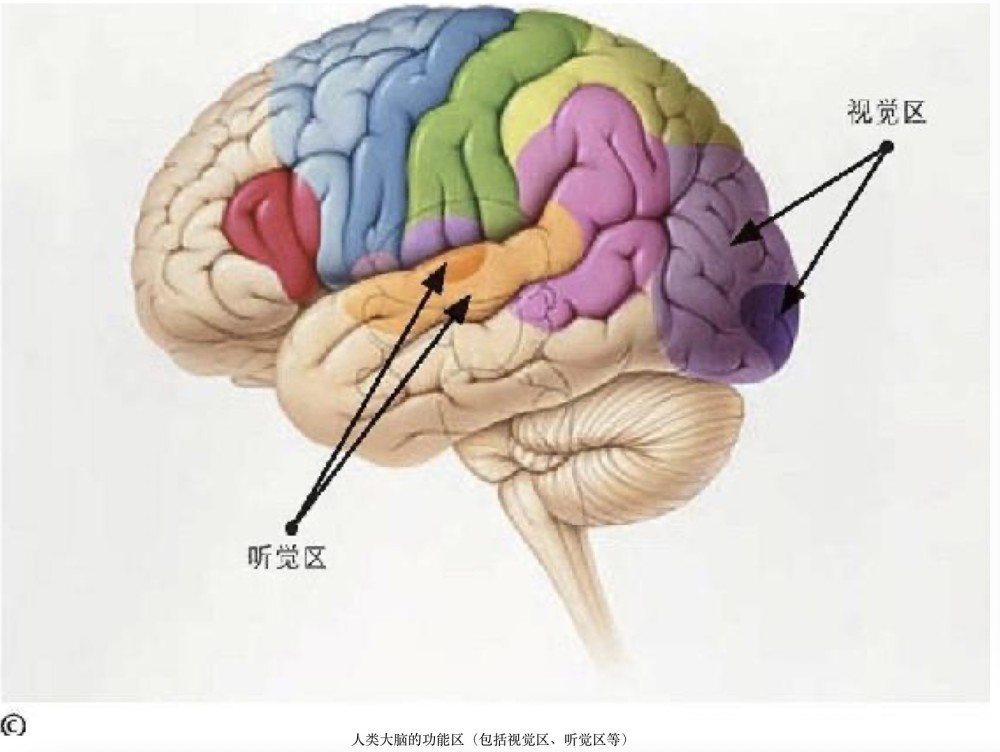 盲人的听觉比正常人更敏锐吗