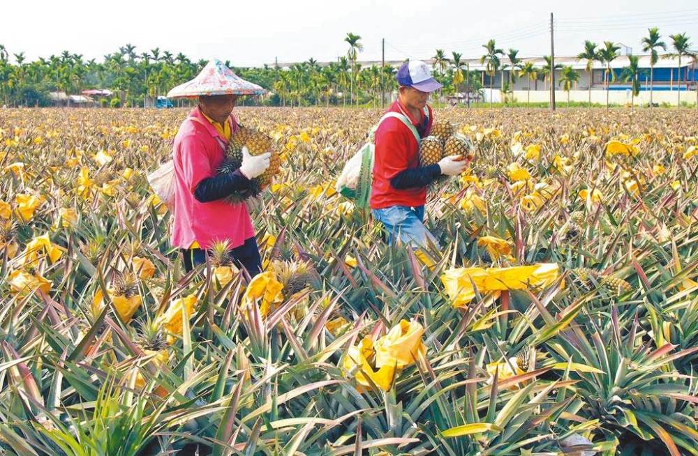 台湾最大产地屏东菠萝园采收情形.(台湾《中国时报》资料照片)