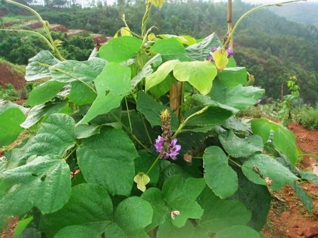 12【葛根】葛根性味甘,辛,凉,入脾,胃经,是一种很常用的中药材.