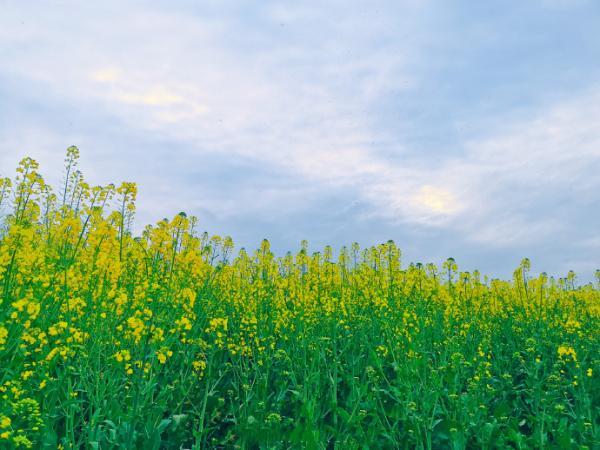 成都油菜花"千岛湖,在这里