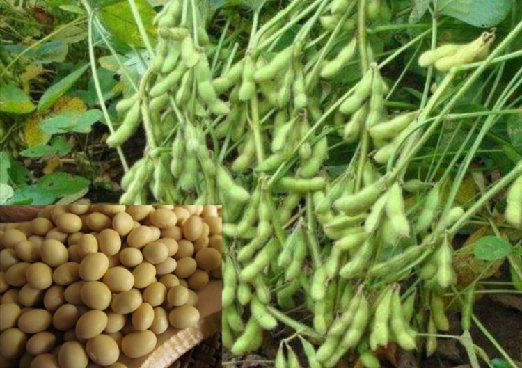 黄豆栽培技术,种植方法简单,独特,质量好,产量高