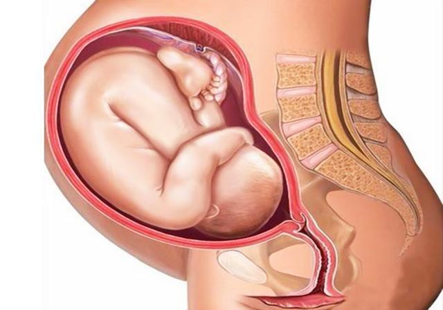 胎儿入盆前后孕肚形状有啥差异?出现"五症三变",说明