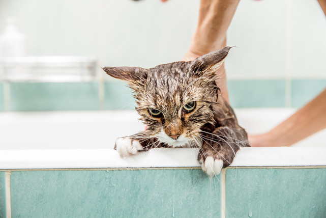 给猫咪洗澡的三个方法