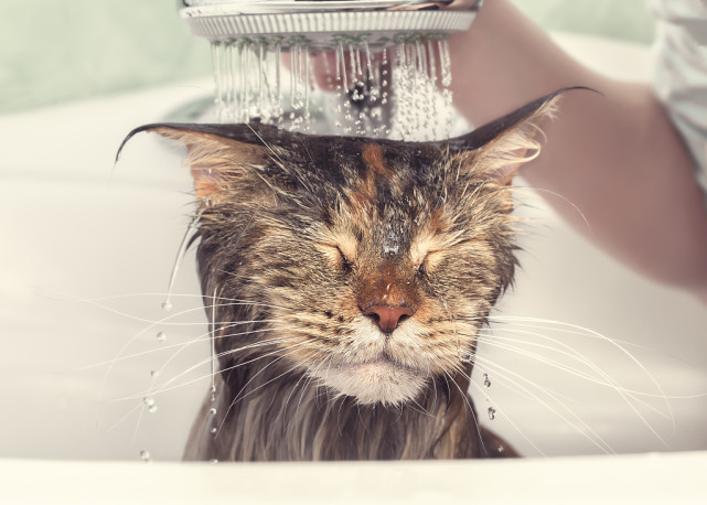 给猫咪洗澡的三个方法