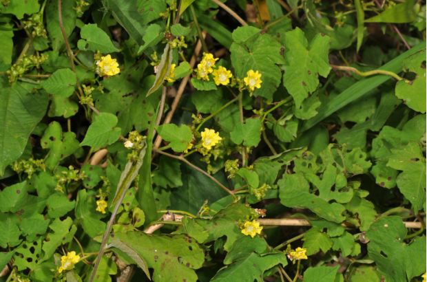 荒野维生野菜系列——鱼黄草