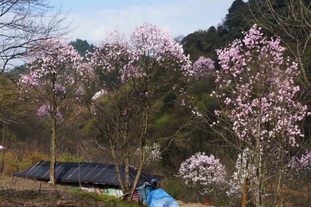 江油吴家后山漫山遍野的辛夷花,附地图和详细徒步路线