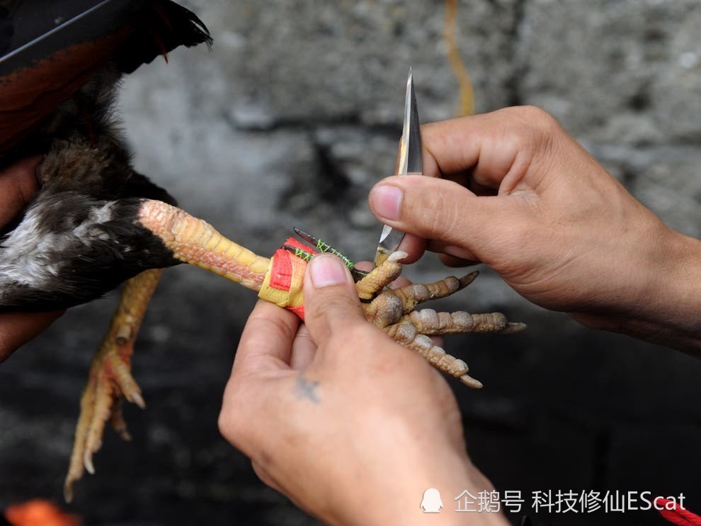 鸡都能杀人一只鸡用脚割破了主人的腹沟已抓捕归案等候处理